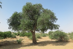 UAE Flora